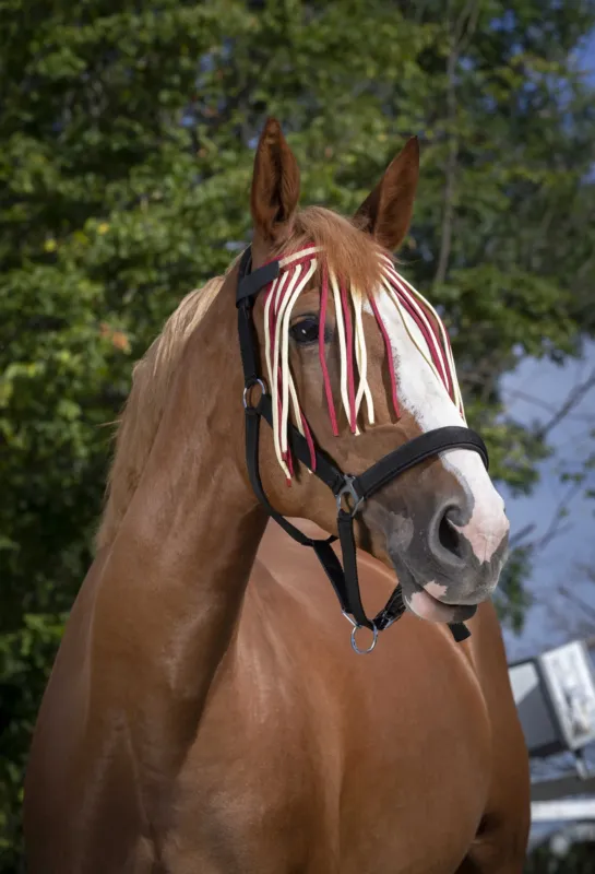 Top Vente Frontal chasse-mouches Norton - Poney - Rouge / cru
