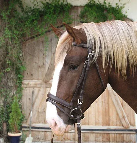 Bridon Cheval de Trait Cuir - Marron Rduction
