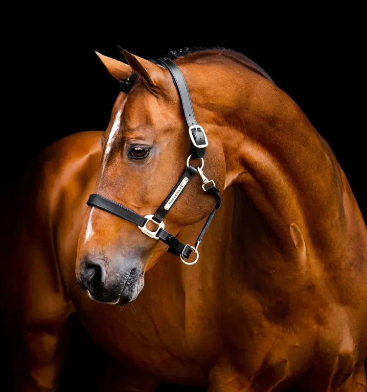 Licol en cuir Horseware Signature - Cheval standard - Noir Prix Rduit