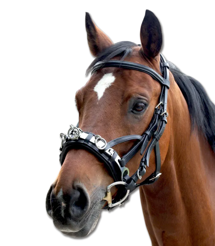Offre Limite Caveon en cuir Waldhausen - Cob - Noir