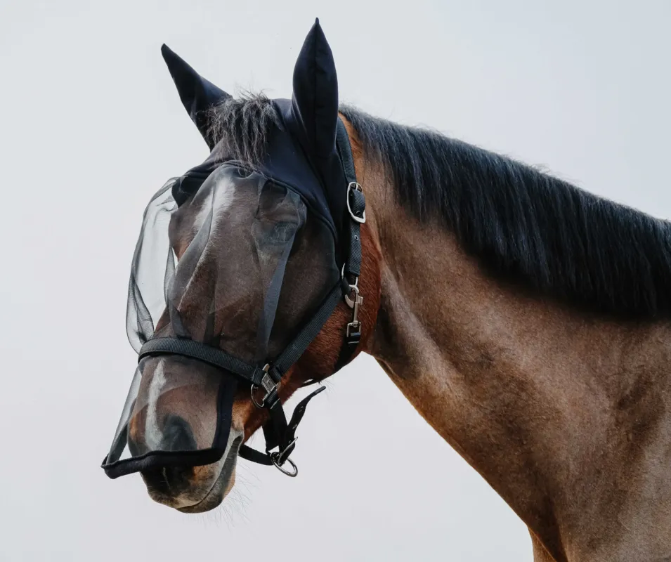 Licol + masque anti UV Equithme - Cheval - Noir Promotion Saisonnire
