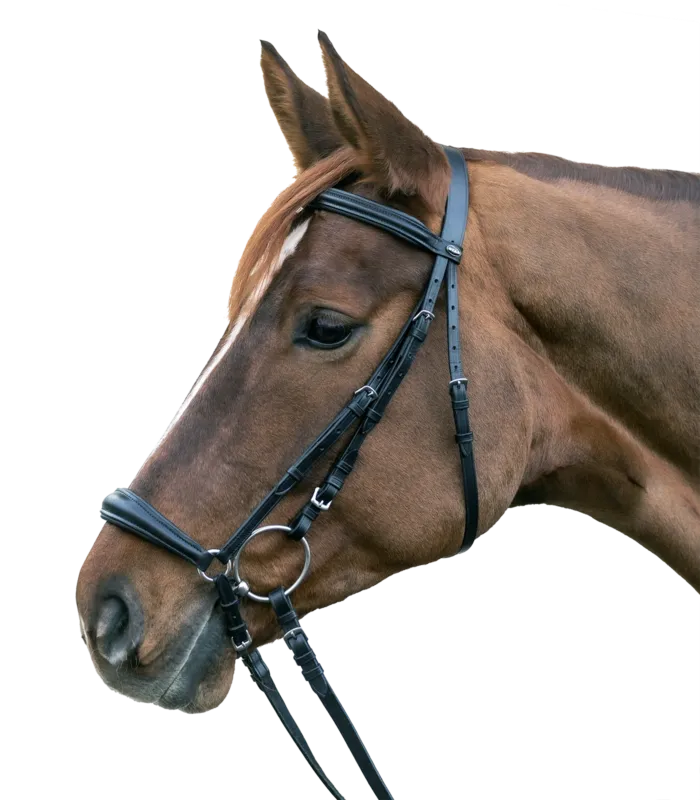 Bon March Bridon Star Hannover – Cheval – Noir
