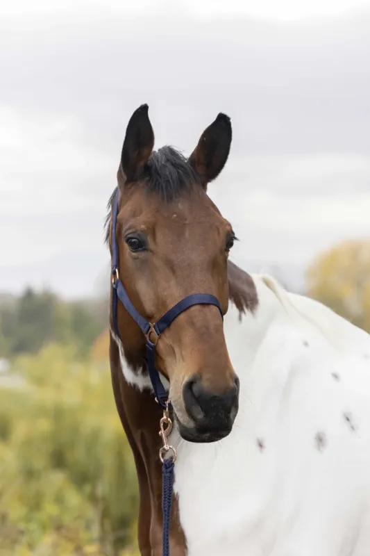 Licol + longe Norton Rose gold - Cheval - Bleu Offre Spciale