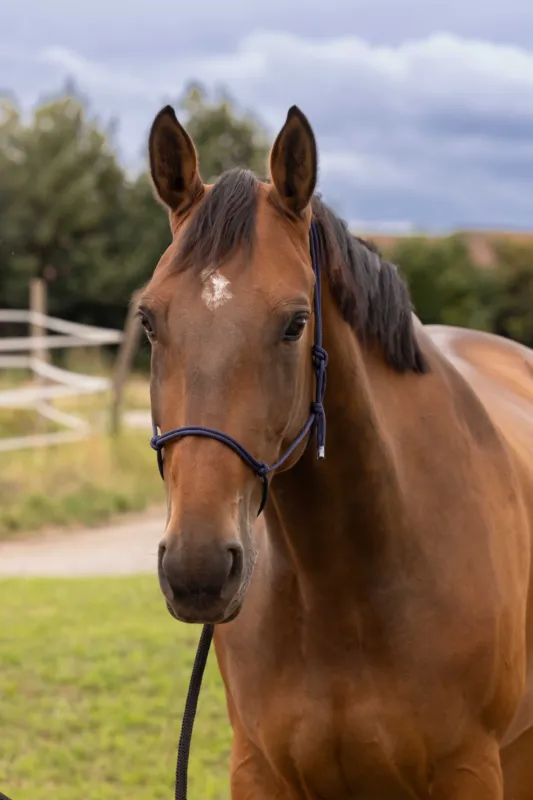 Populaire Licol thologique doux - Poney - Bleu marine