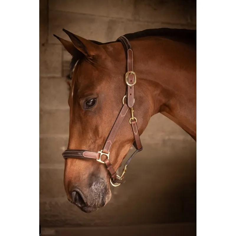 Commander Maintenant PADDOCK – Licol cuir 3 mousquetons – Cob – Havane