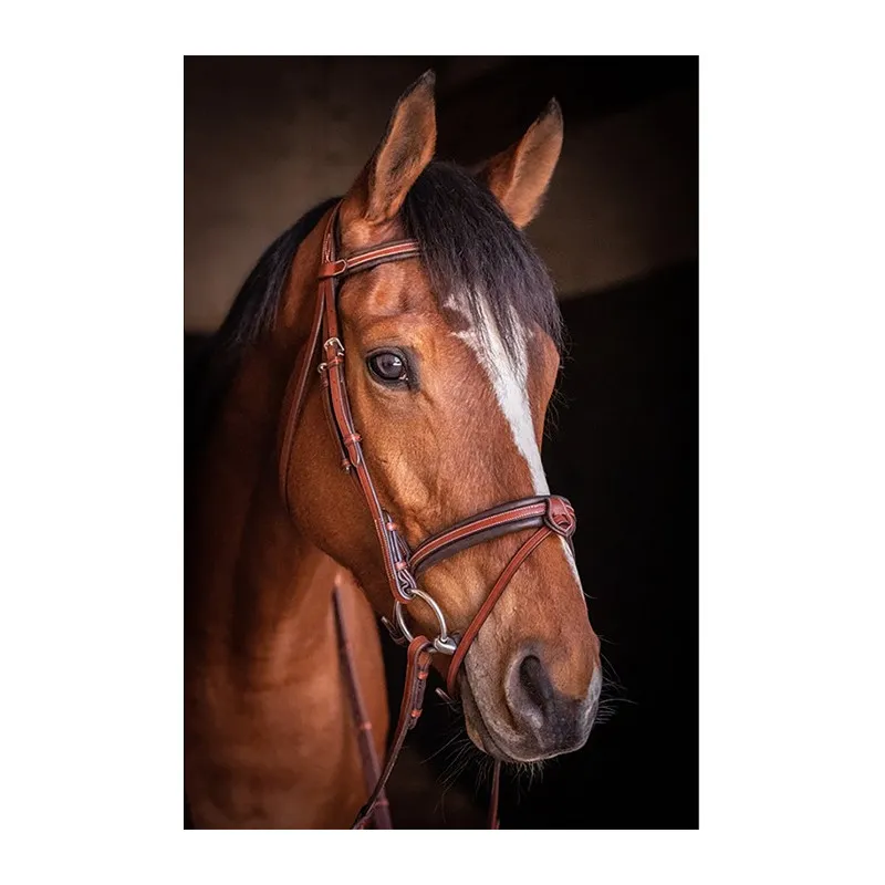 PNLOPE – Bridon US – Cheval – Noisette Nouveaut