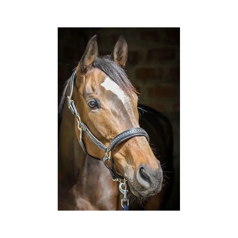 PNLOPE – Licol cuir Point Sellier – Cheval – Noir Super Prix