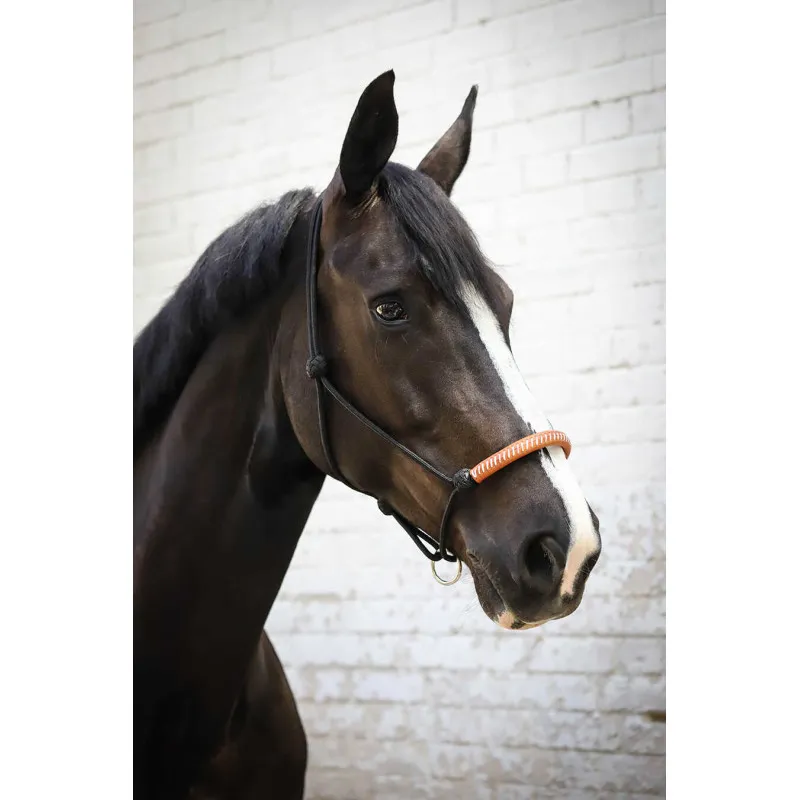 PNLOPE – Licol thologique Amricain – Cheval – Noir Quantit Limite