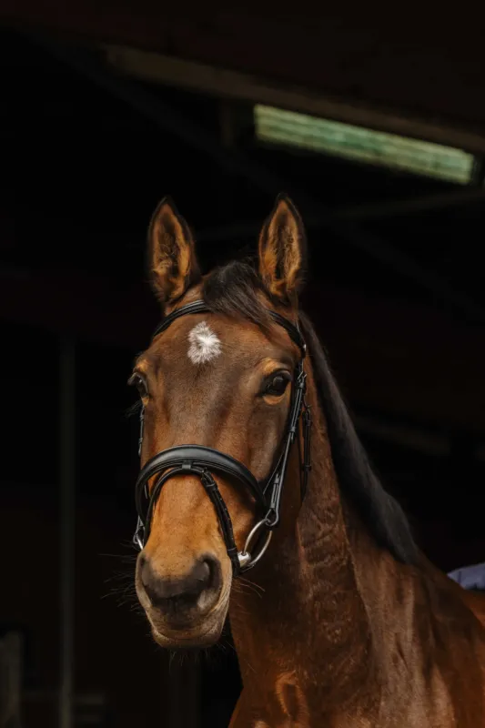 Prix Rduit Bridon Norton Pro Dark - Pur-sang - Noir