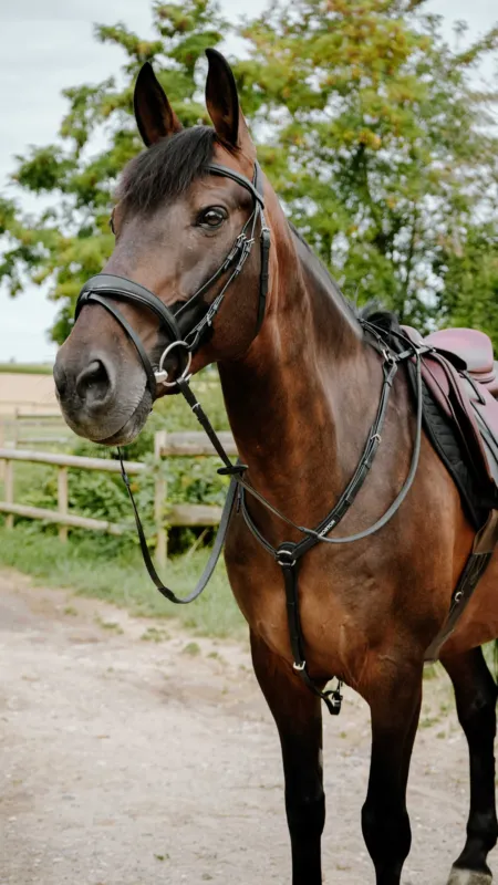Prix Bas Bridon endurance Norton Pop - Cheval - Noir