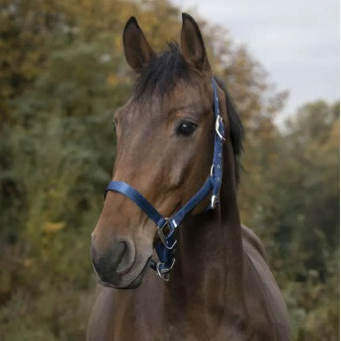 Licol nylon cheval - Equithme - bordeaux - cheval (full ) Achetez Aujourdhui