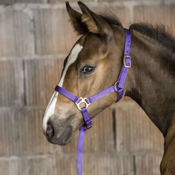 Licol Foal nylon avec mini longe - Norton - violet - poulain (foal ) Quantit Limite