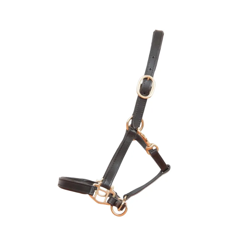 Dernire Chance T DE T - Licol cuir Foal ou Mini - Mini - Noir