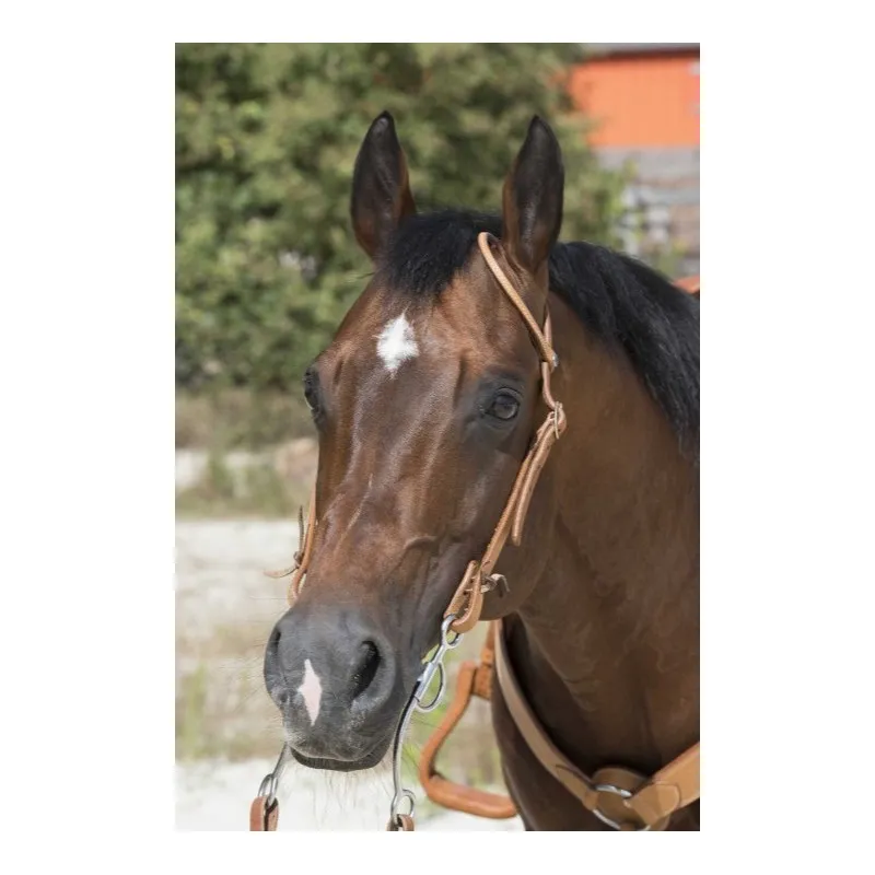 WESTRIDE - Bridon 1 oreille by Franck Perret - Cheval - Noisette Nouvelle Collection