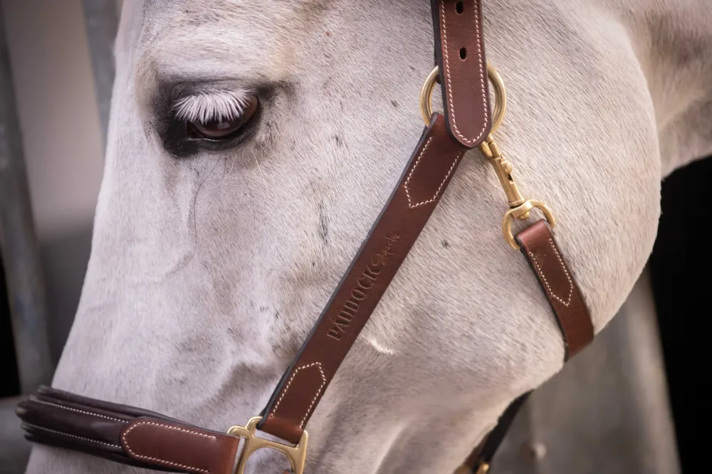Meilleur Prix Licol cuir 3 mousquetons Paddock Sports - Pur-sang / cob - Havane