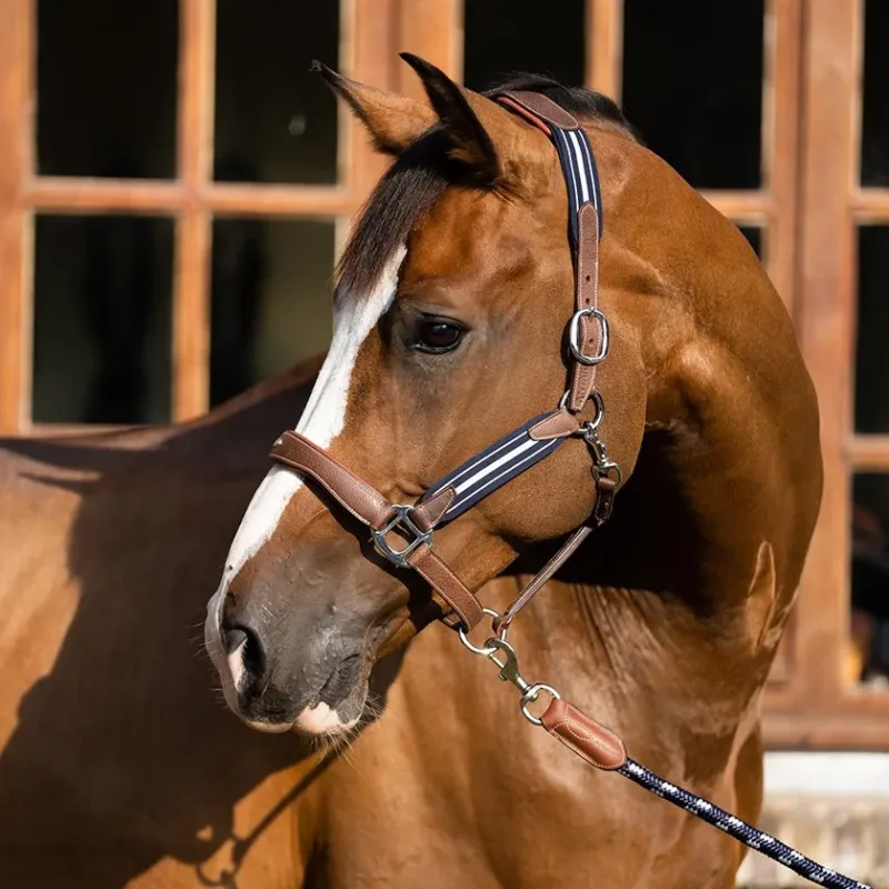Licol Antares stressless grn - Grand cheval - Malt Offre Du Jour