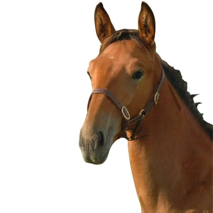 Licol Foal poulain - Canter - noir - poulain (foal ) Prix Choc