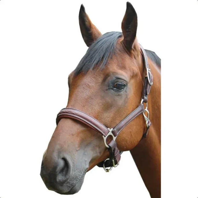 Licol cuir Royan - Privilge Equitation - noir - cheval (full ) Offre Limite