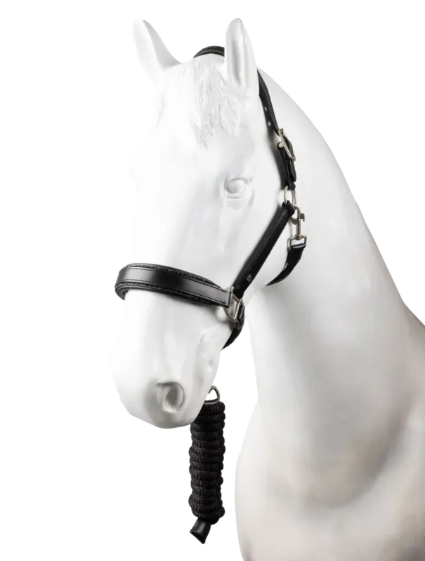 Licol en cuir et longe ensemble Horze Dynasty - Grand Cheval - Noir Jusqu puisement Des Stocks