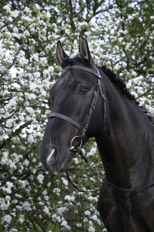 Bridon Riding World Muserolle franaise - Pur-sang - Havane Haute Qualit