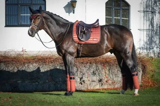 Tapis de selle Cinnamon Spice - Equito - Terracotta - Dressage - Cheval Populaire
