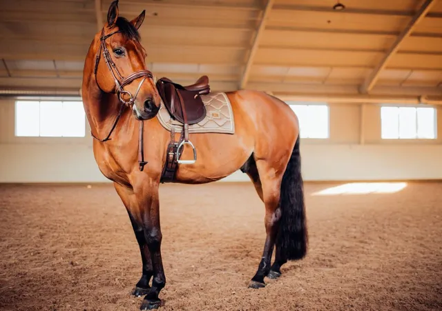 Nouvelle Collection Tapis de selle CHAMPAGNE - Equestrian Stockholm - Beige - Mixte - Poney