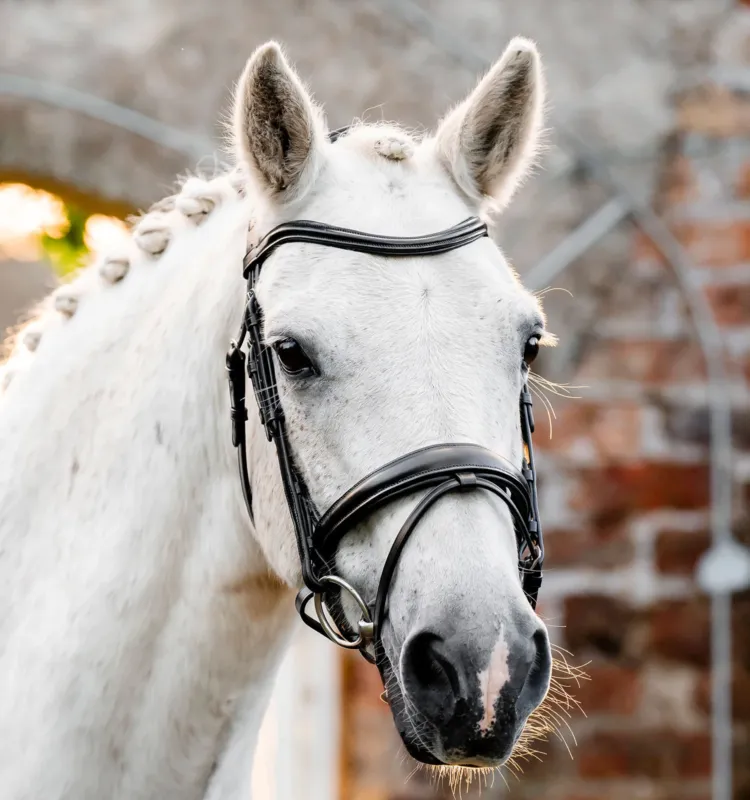 Bridon poney Horseware Flash - Mini shetalnd - Noir Nouvel Arrivage