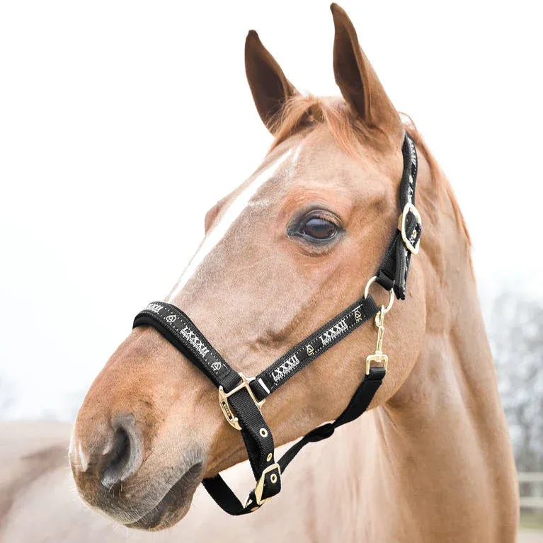 Prix Bas Licol Hamptons Horze - Cheval - Noir