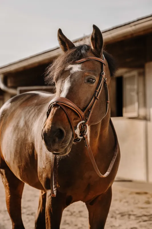 Dernire Chance Rnes caoutchouc Eric Thomas Digit - Cheval - Havane