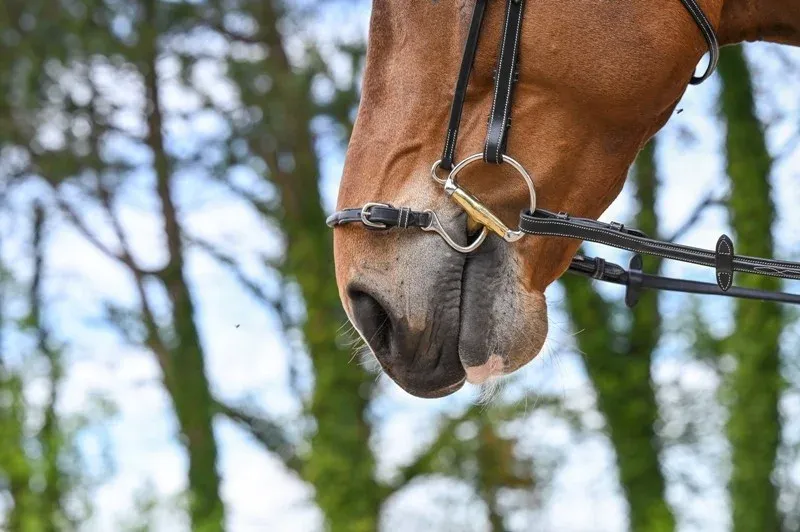 Commander Vite Muserolle Kineton Jump'In - Cheval - Havane