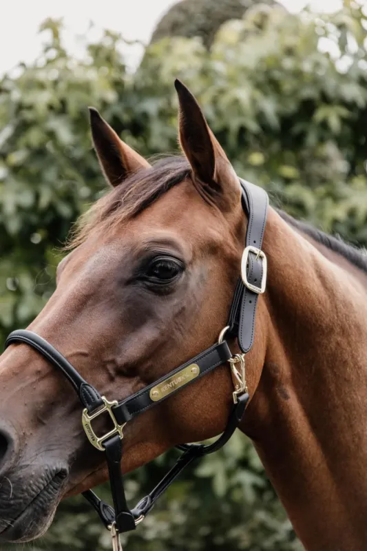 Licol Anatomique Cuir Kentucky - Cob - Noir Remise