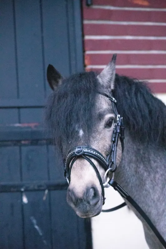Bridon Pnlope Eden - Poney - Noir Vente Flash
