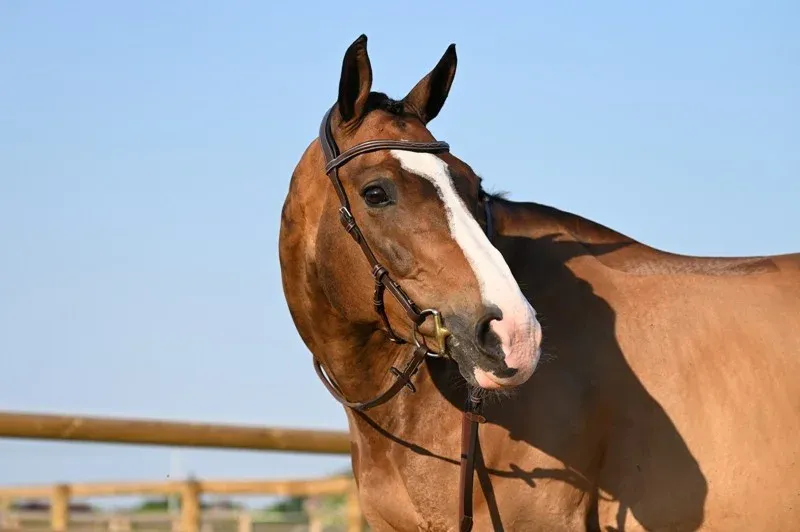 Bridon Liberty Jump'In One - Cheval - Noisette Achat Immdiat