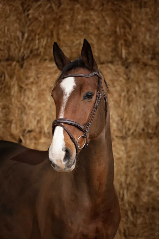 Dernier Modle Bridon Norton Pro Perle - Pur-sang - Havane