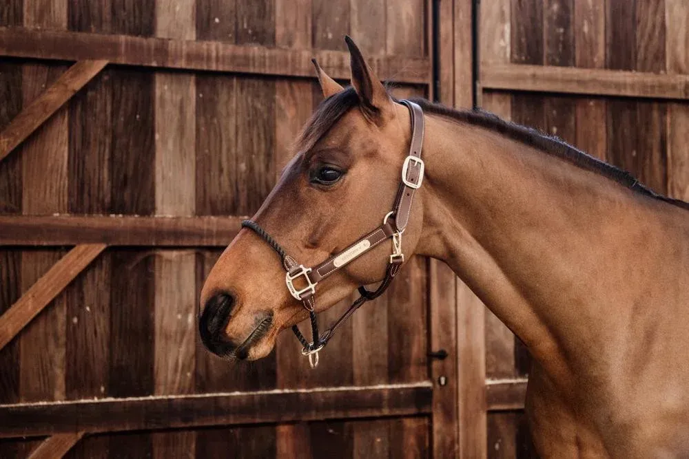 Achat Immdiat Licol Rope en cuir Kentucky - Cheval - Marron