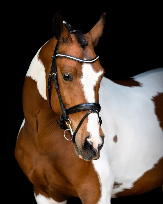 Bridon Montar ttire Anatomique Fair - Cheval - Noir Offre Spciale