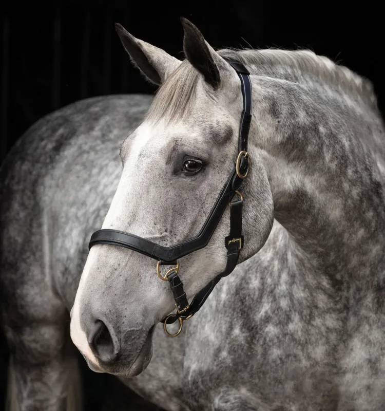 Nouveaut Licol Rambo Micklem Horseware - Cob - Noir