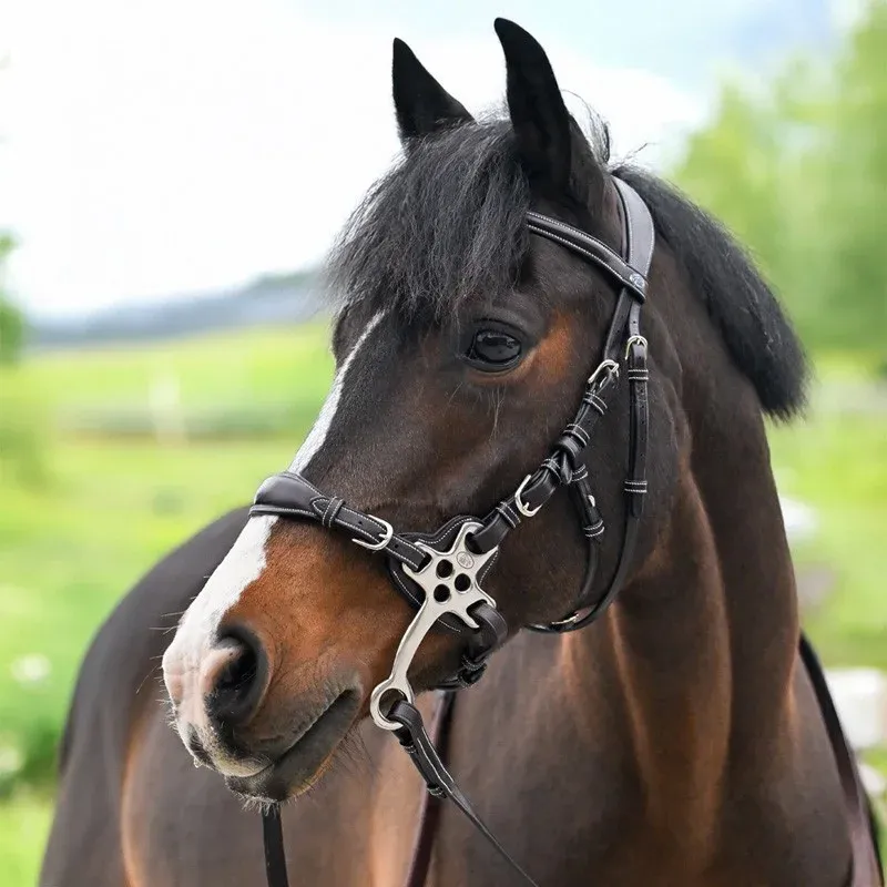 Haute Qualit Bridon Hackamore Jump'In One Premium - Cob - Havane