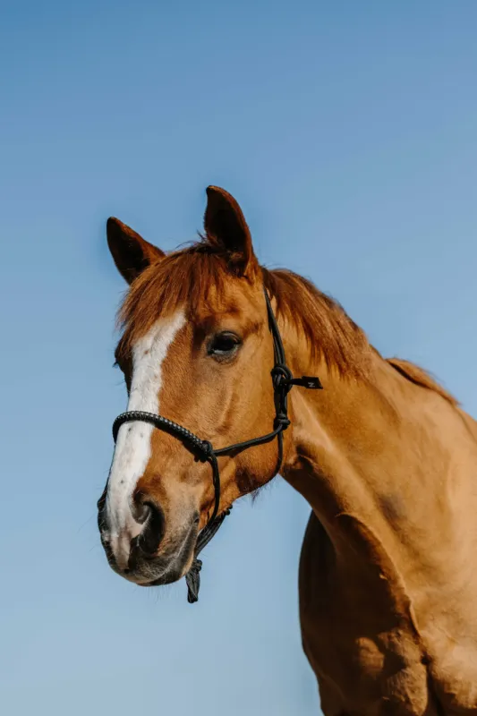 Offre Exclusive Licol thologique nylon Norton Diams - Cheval - Noir