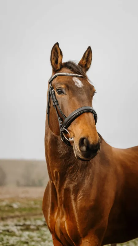 Petit Prix Bridon Norton Club Diva - Cheval - Noir