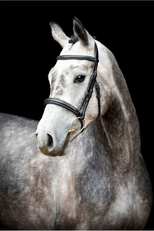 Bridon Montar Hunter - Poney - Noir Usine Directe