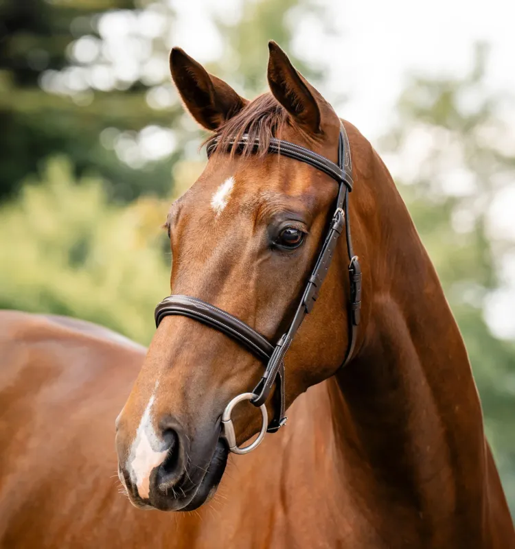 Bridon Horseware Hunter - Cheval - Marron / havane Meilleur Prix