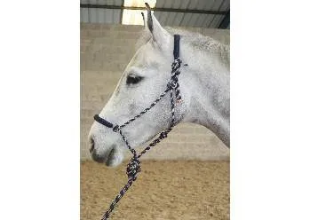 Licol ethologique JMR - bleu/beige - cheval Produit De Marque