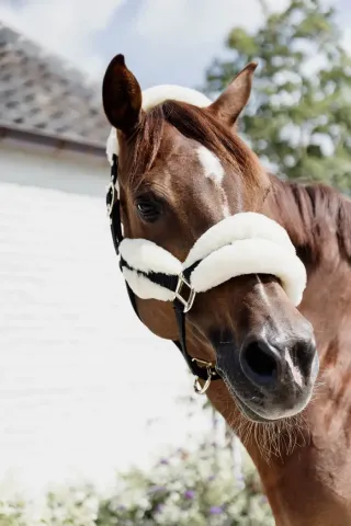 Licol nylon mouton Soft - Kentucky - Noir - Cob Soldes