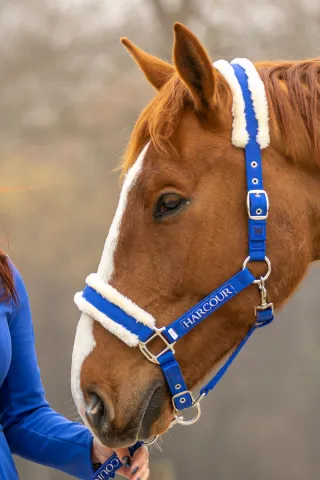 Produit De Marque Licol et longe Teschic - Harcour - dition limite - Poney