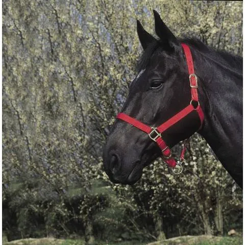 Prix Choc Licol nylon - Riding World - Confort rglable - bleu marine - cheval