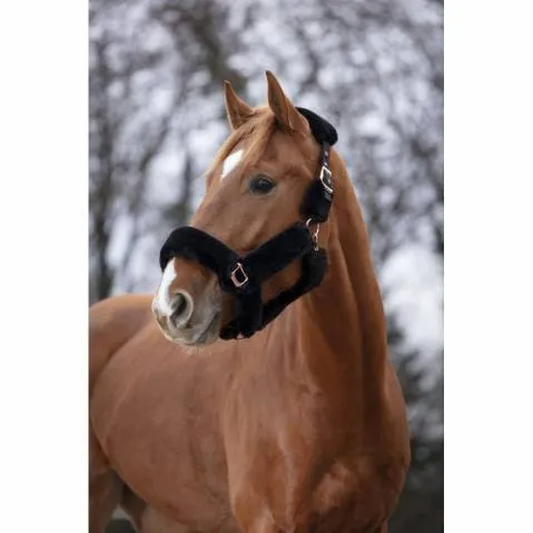 Licol mouton Equi-Thme Teddy noir et rose gold - Cheval - Marine Dernire Chance