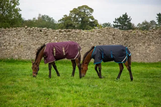 Couverture pour poulains Amigo 200g - Horseware - polyester indchirable - MARINE/TURQUOISE - 2'6 / 50 CM Offre Du Jour