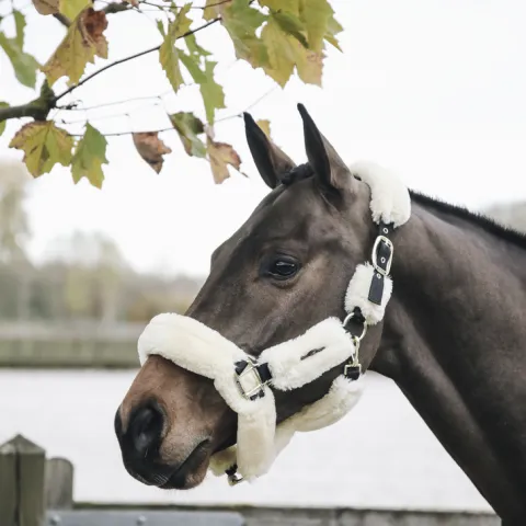 Licol de transport mouton - Kentucky - Noir - Poney Nouvel Arrivage