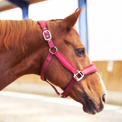 Licol Velvet - Equestre - bleu marine - cheval Livraison Gratuite
